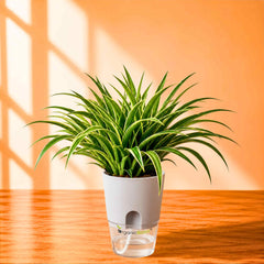Spider Plant Chlorophytum Laxum Live Plant | Air Purifying Easy Care Indoor Plant | Ideal for Home & Office