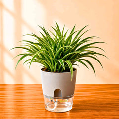 Spider Plant Chlorophytum Laxum Live Plant | Air Purifying Easy Care Indoor Plant | Ideal for Home & Office