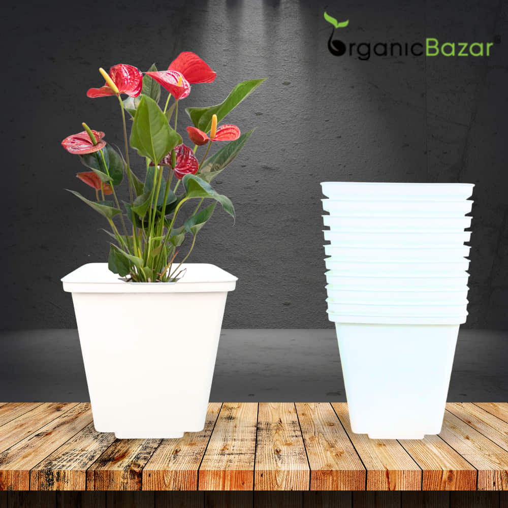 Square Nursery Pot for Seedlings (White)