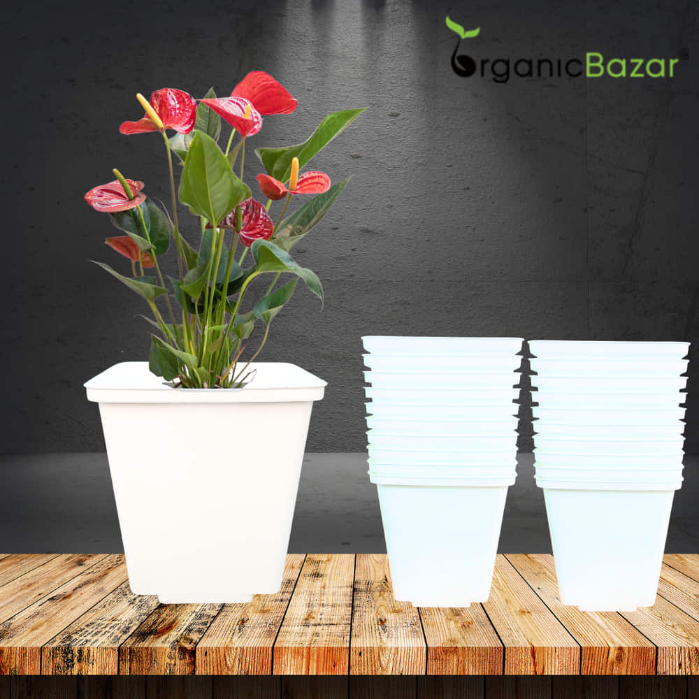 Square Nursery Pot for Seedlings (White)