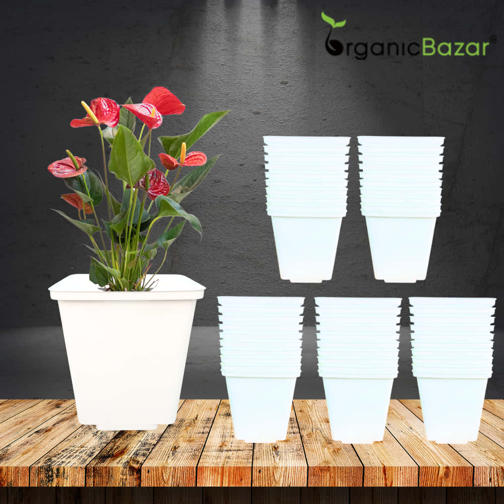 Square Nursery Pot for Seedlings (White)