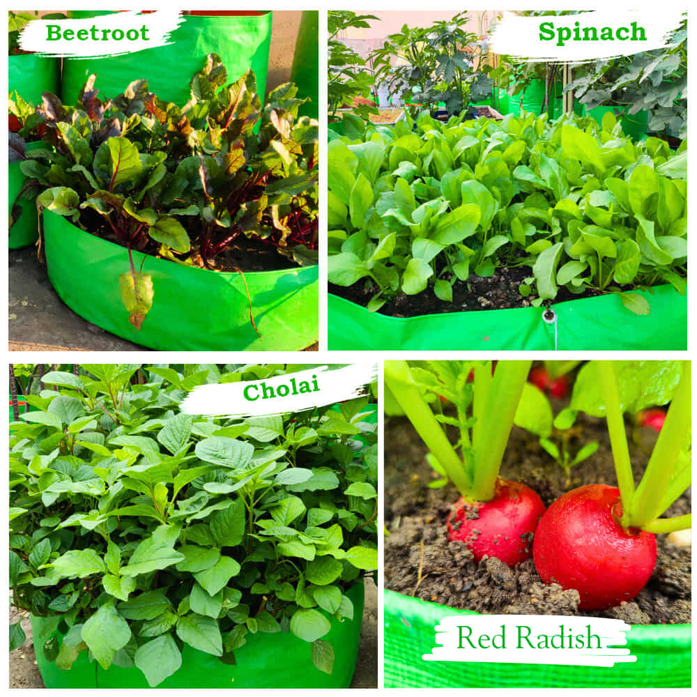 OrganicBazar 15x6 Grow Bag for Leafy Vegetables, Premium HDPE 260 GSM, Green Plant Bags