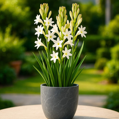 Tuberose White Flower Bulbs (रजनीगंधा/Rajnigandha)