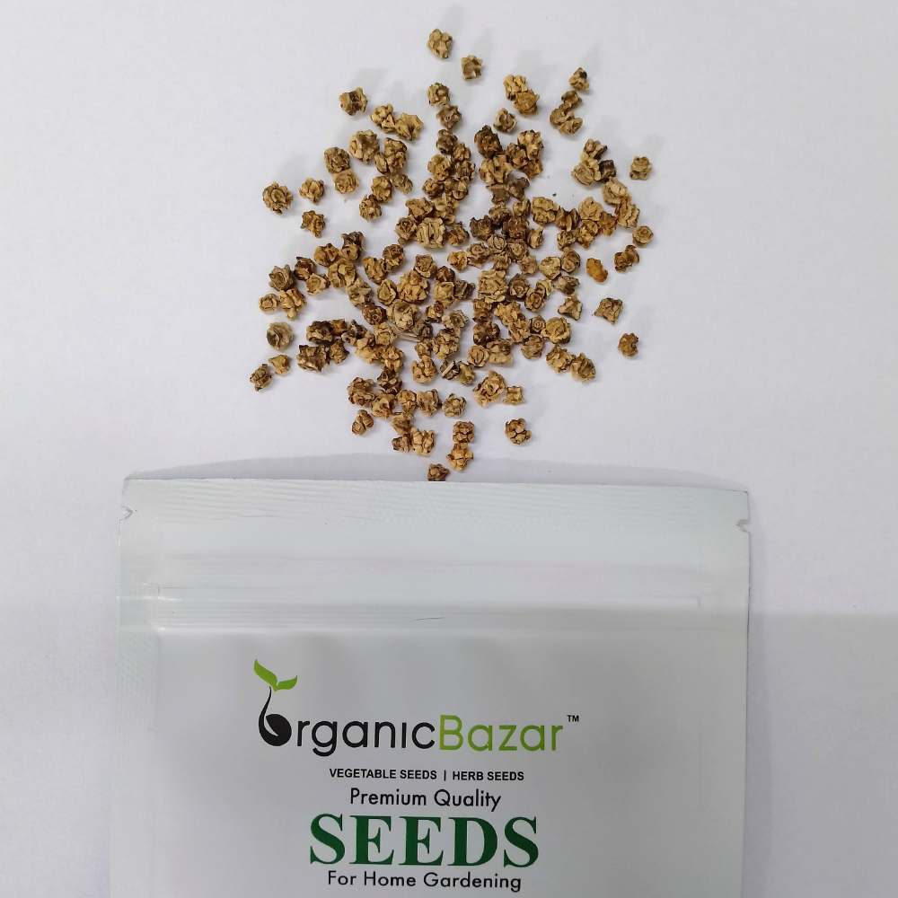 Beetroot (Chukandar) Candy Cane Seeds - 100 Seeds (चुकंदर के बीज)