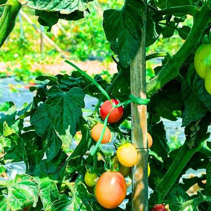 Twist Tie Wire - Pack of 1 | 50m Long | Build in Cutter | High Quality Material | Ideal for Plants Support | Easy To Use | Versatile Usage | OrganicBazar