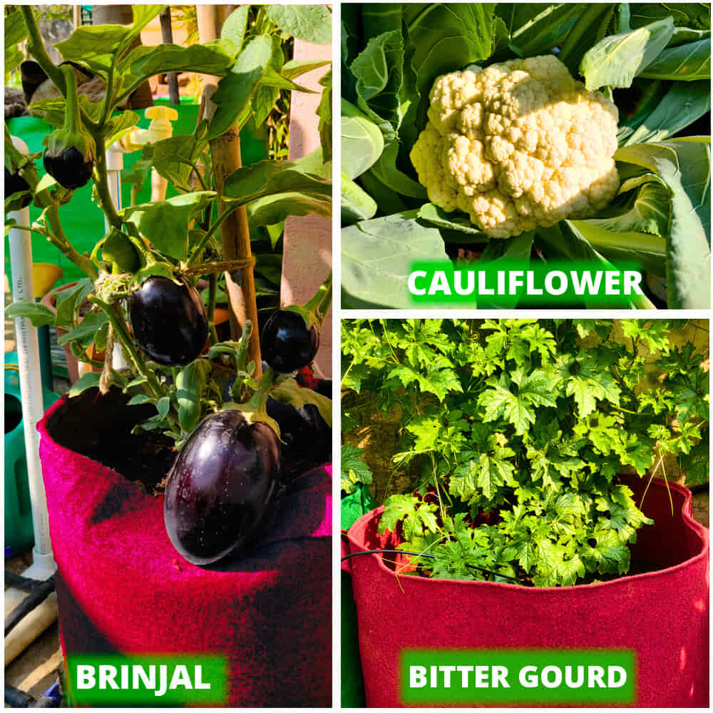 OrganicBazar 15X12 Geo Fabric Grow Bags for Terrace Garden