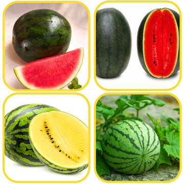 4 Different Varieties Watermelon Seeds Combo Pack