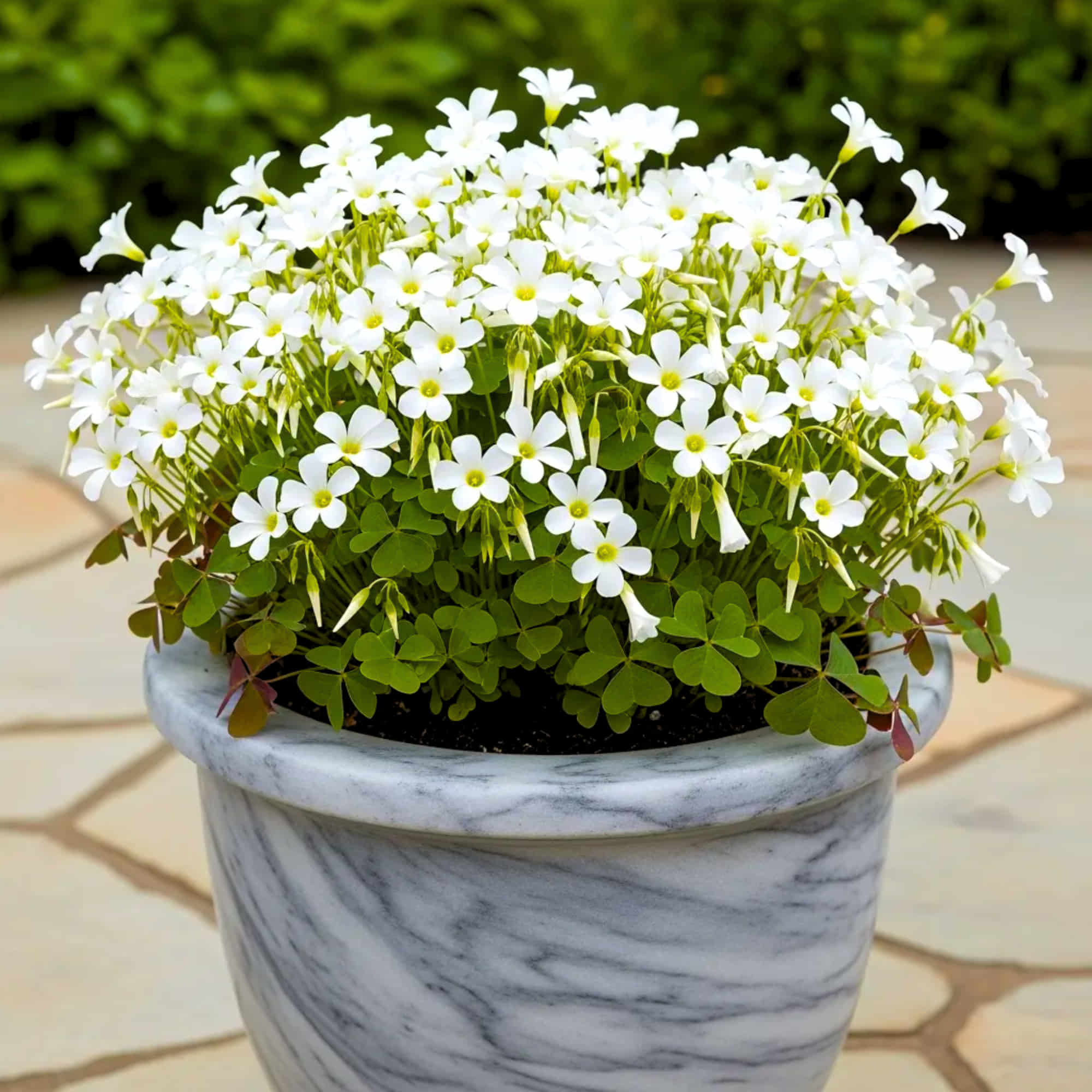 Oxalis White Flower Bulbs