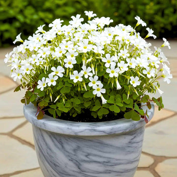 Oxalis White Flower Bulbs