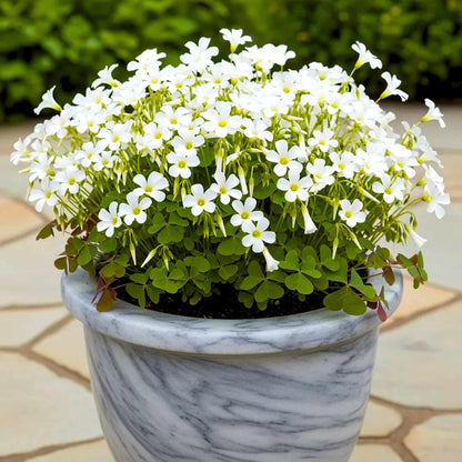 Oxalis White Flower Bulbs