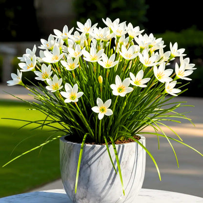 Rain Lily White Flower Bulbs (10 Bulbs)