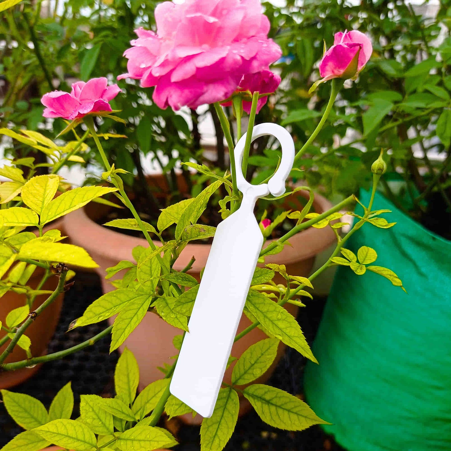 Hanging Plant Tag for Nursery & Home Garden | Plastic Plant Tree Tags | Ring Tag Garden Labels for Terrace Garden
