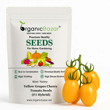 Yellow Grapes Cherry Tomato Seeds (F1 Hybrid)  - 30 Seeds (Tamatar/टमाटर के बीज) High Germination/ Easy to Grow/ Ideal for Terrace/Kitchen Gardening