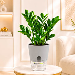 ZZ Plant Green Live Plant | Indoor Air Purifying Ornamental Plant