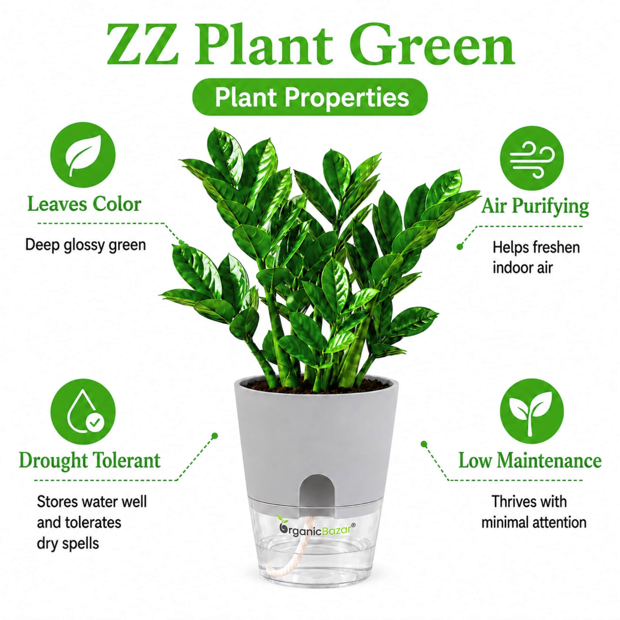 ZZ Plant Green Live Plant Online – OrganicBazar – Organicbazar