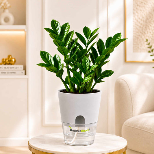 ZZ Plant Green Live Plant | Indoor Air Purifying Ornamental Plant
