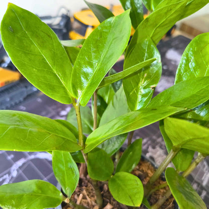 ZZ Plant Green Live Plant | Indoor Air Purifying Ornamental Plant | Ideal for Home & Office