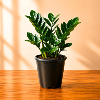 ZZ Plant Green Live Plant | Indoor Air Purifying Ornamental Plant | Ideal for Home & Office
