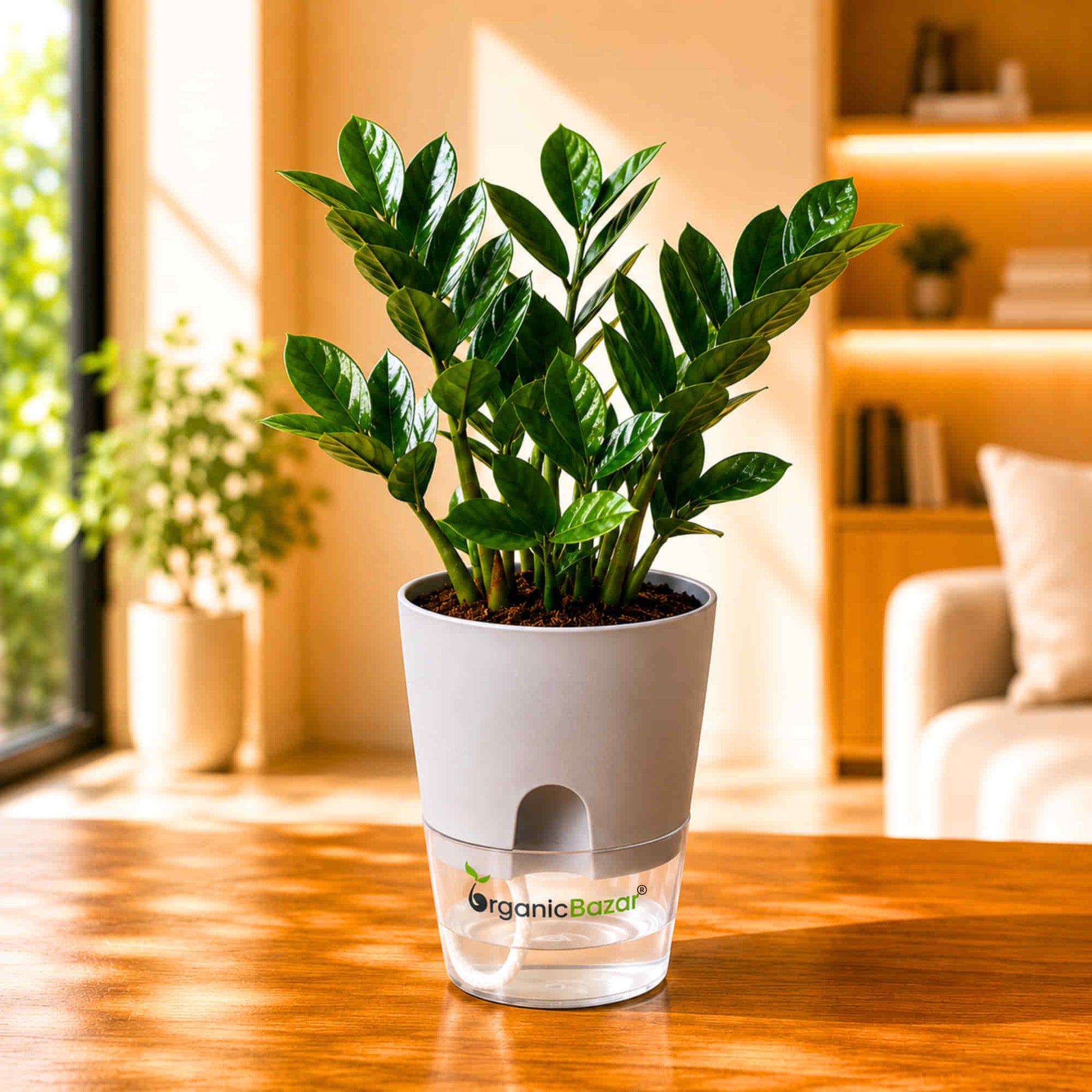 indoor live plant ZZ Plant Green Live Plant Online – OrganicBazar – Organicbazar