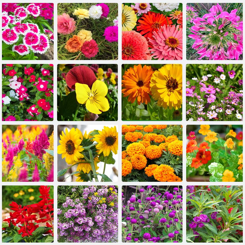 Set of 16 Best Flower Seeds For Rainy Season