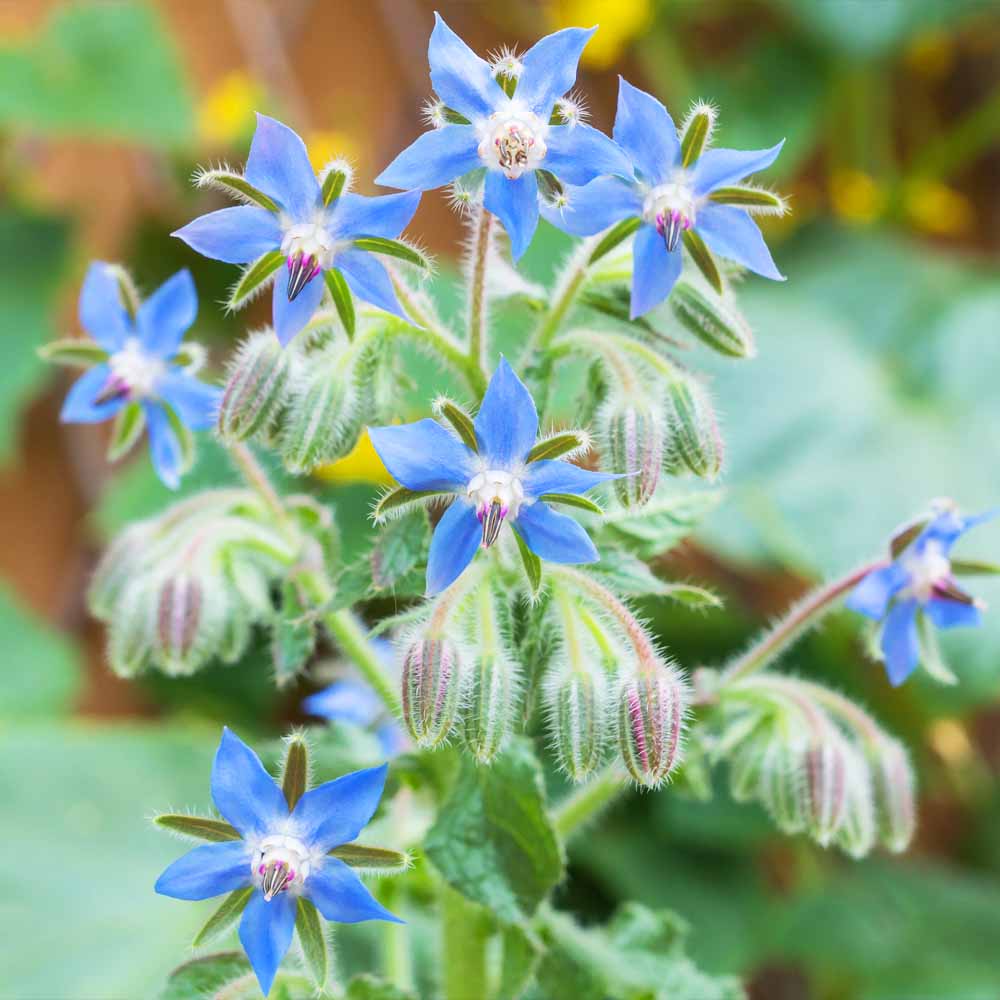 Borage Imported Seeds