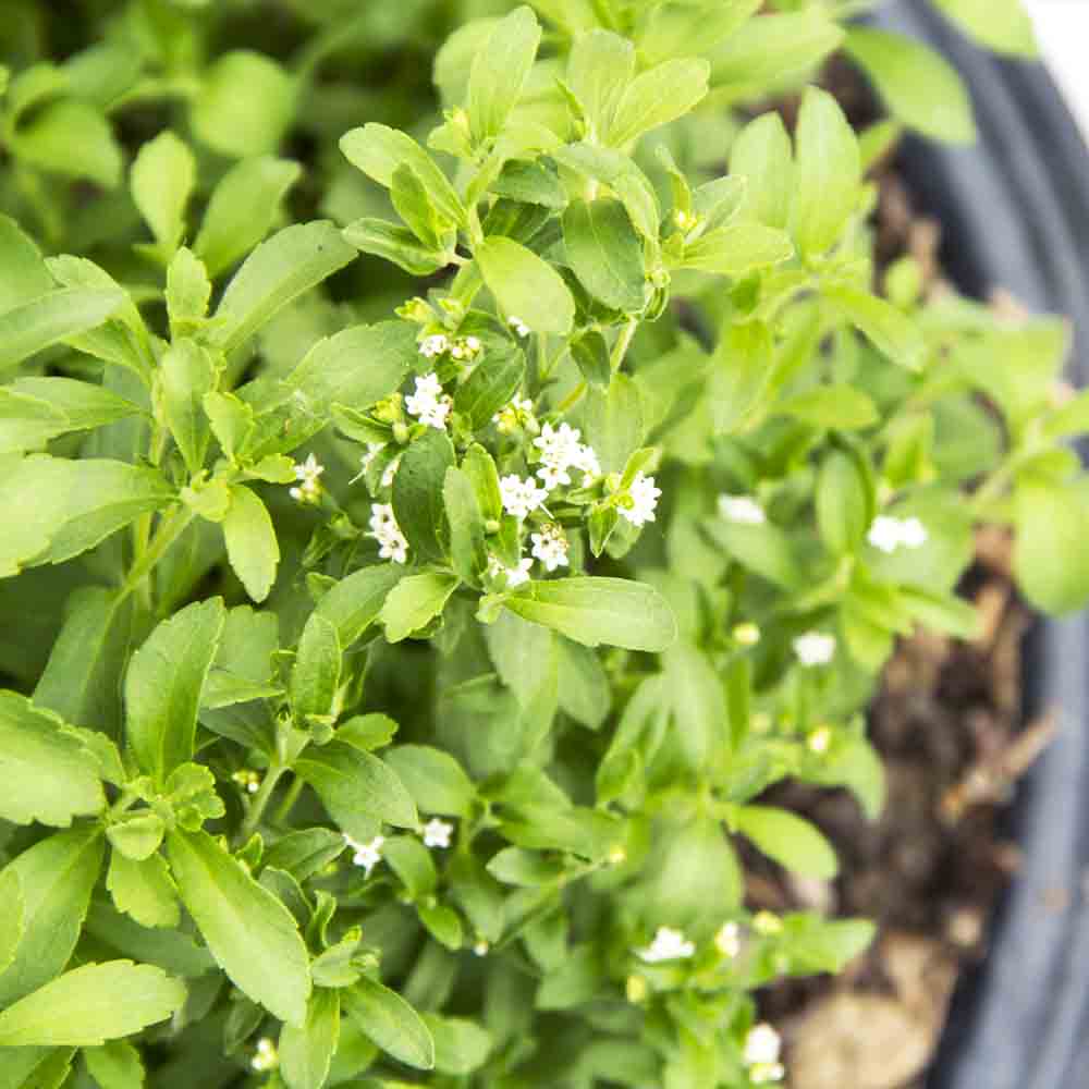 Stevia Sweet Leaves Seeds