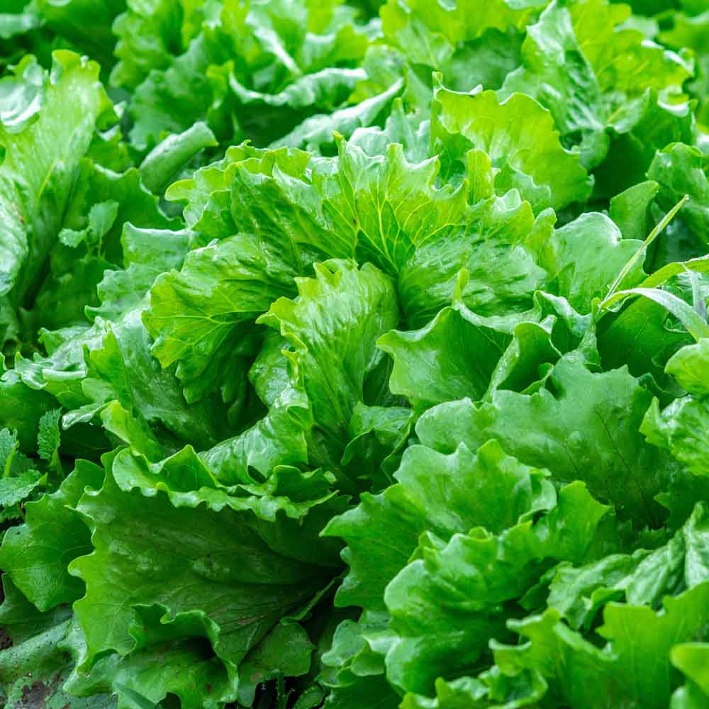 Lettuce Iceberg Seeds