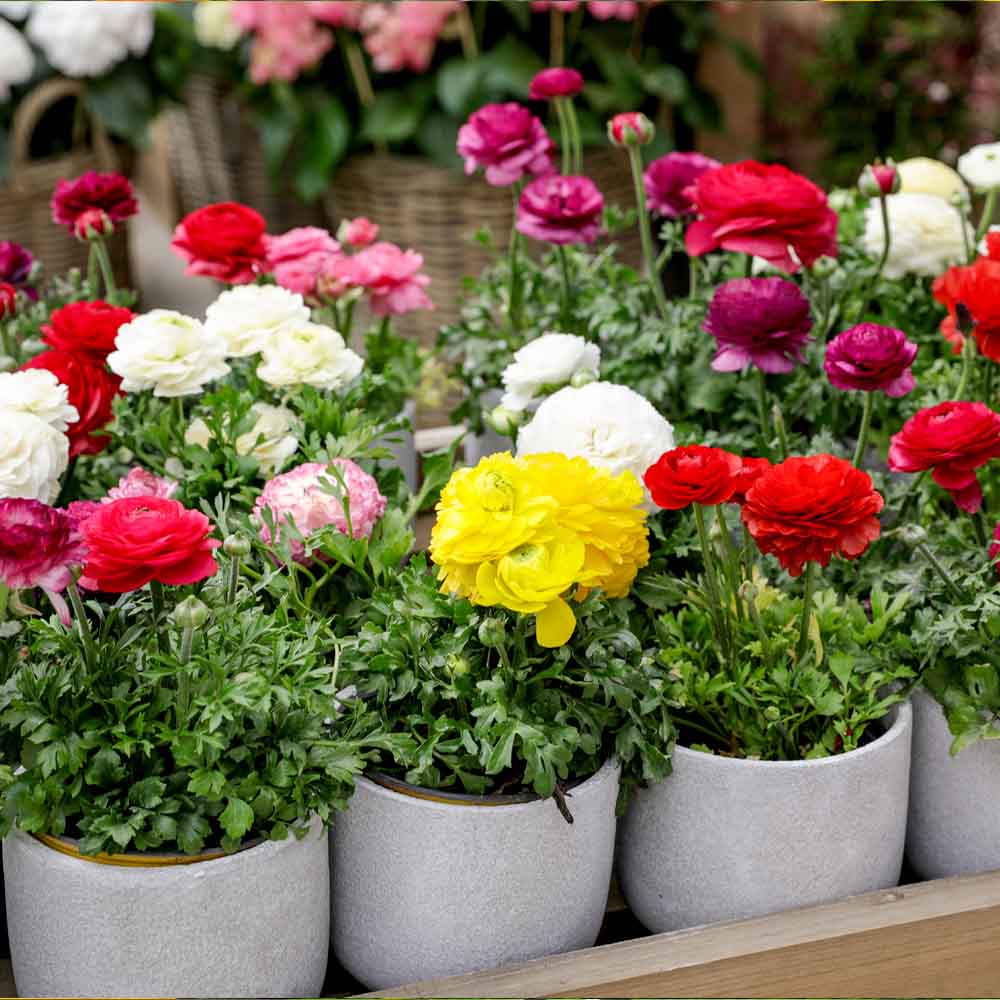 Multi Colored Ranuclus Ranunculus F1 Hybrid Seeds Mix Color (10 Seeds)