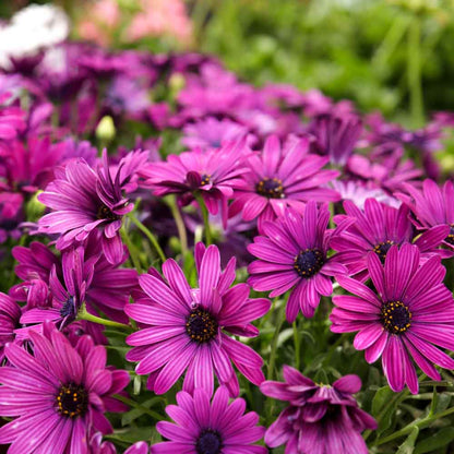 Osteospermum Ecklonis Mix Seeds