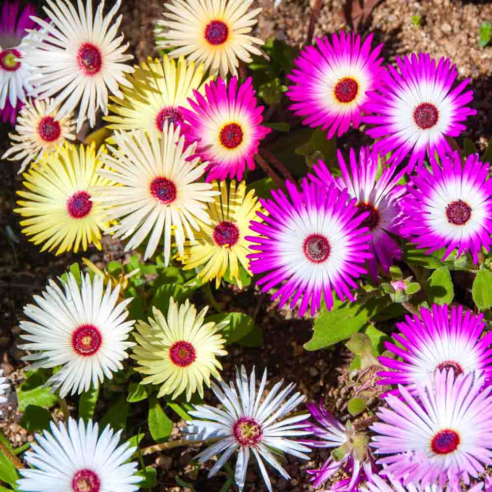 Mesembryanthemum Mix Seeds