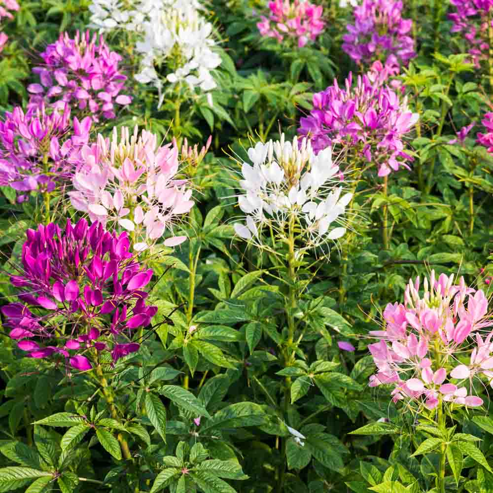 Cleome Spinosa Mix Seeds