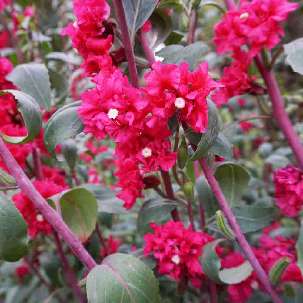 Clarkia Elegans Double Mix Seeds