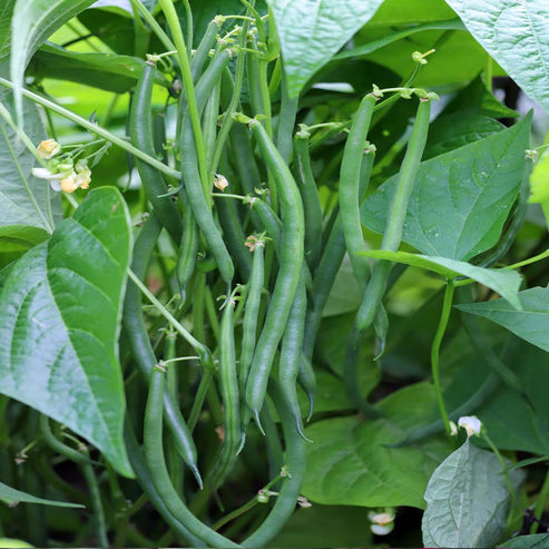 Buy Best Quality French Beans Seeds online - Organicbazar