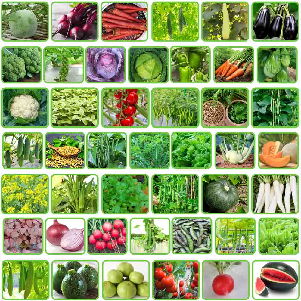 45 Variety of Vegetable Seeds