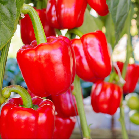 Red Capsicum seeds