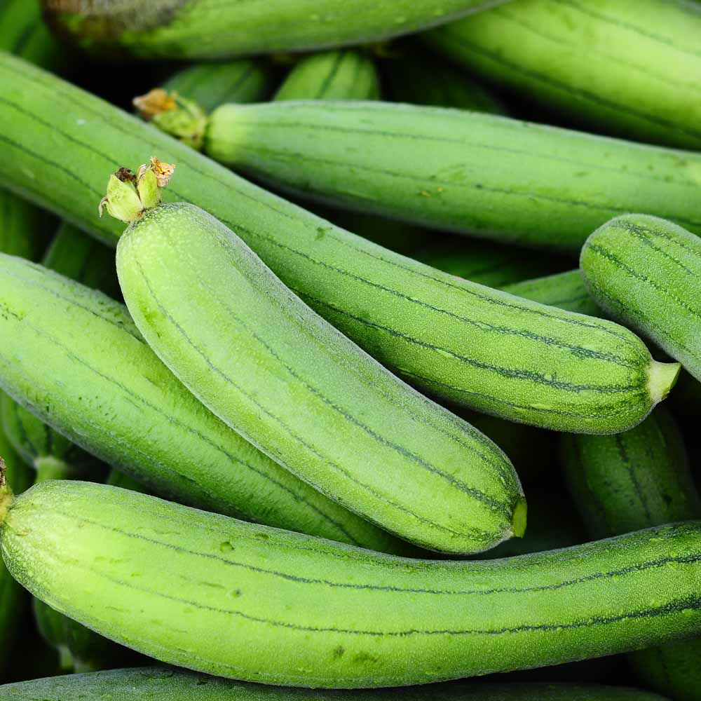 Sponge Gourd Light Green F1 Hybrid Seeds