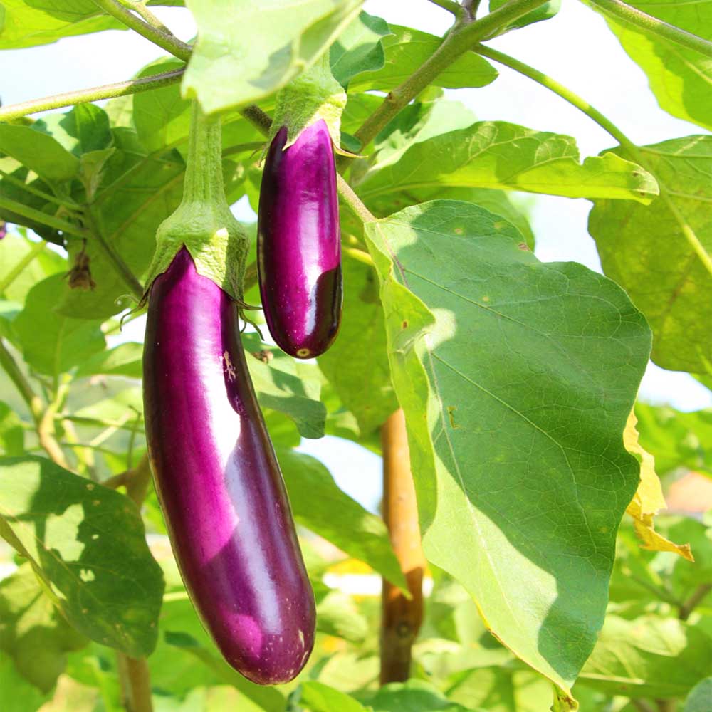Brinjal Light Purple Long F1 Hybrid Seeds