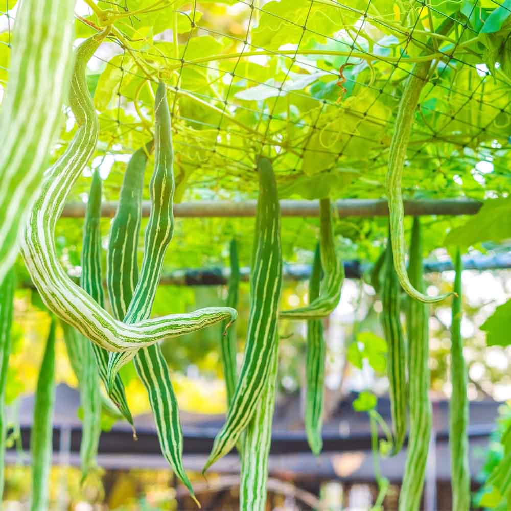 Snake Gourd Seeds