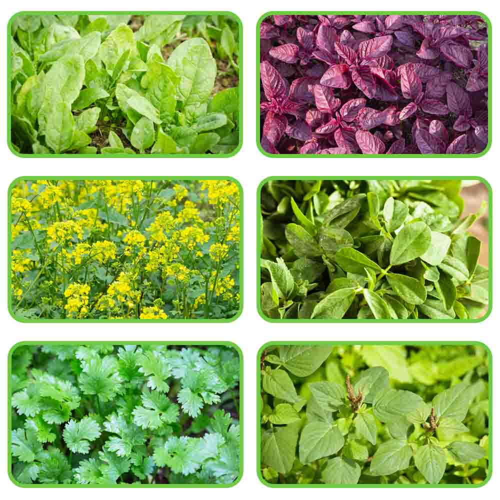 6 Varieties of Leafy Vegetable Hybrid Seeds Combo Pack