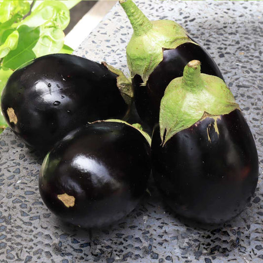 Brinjal F1 Black Round Hybrid Seeds