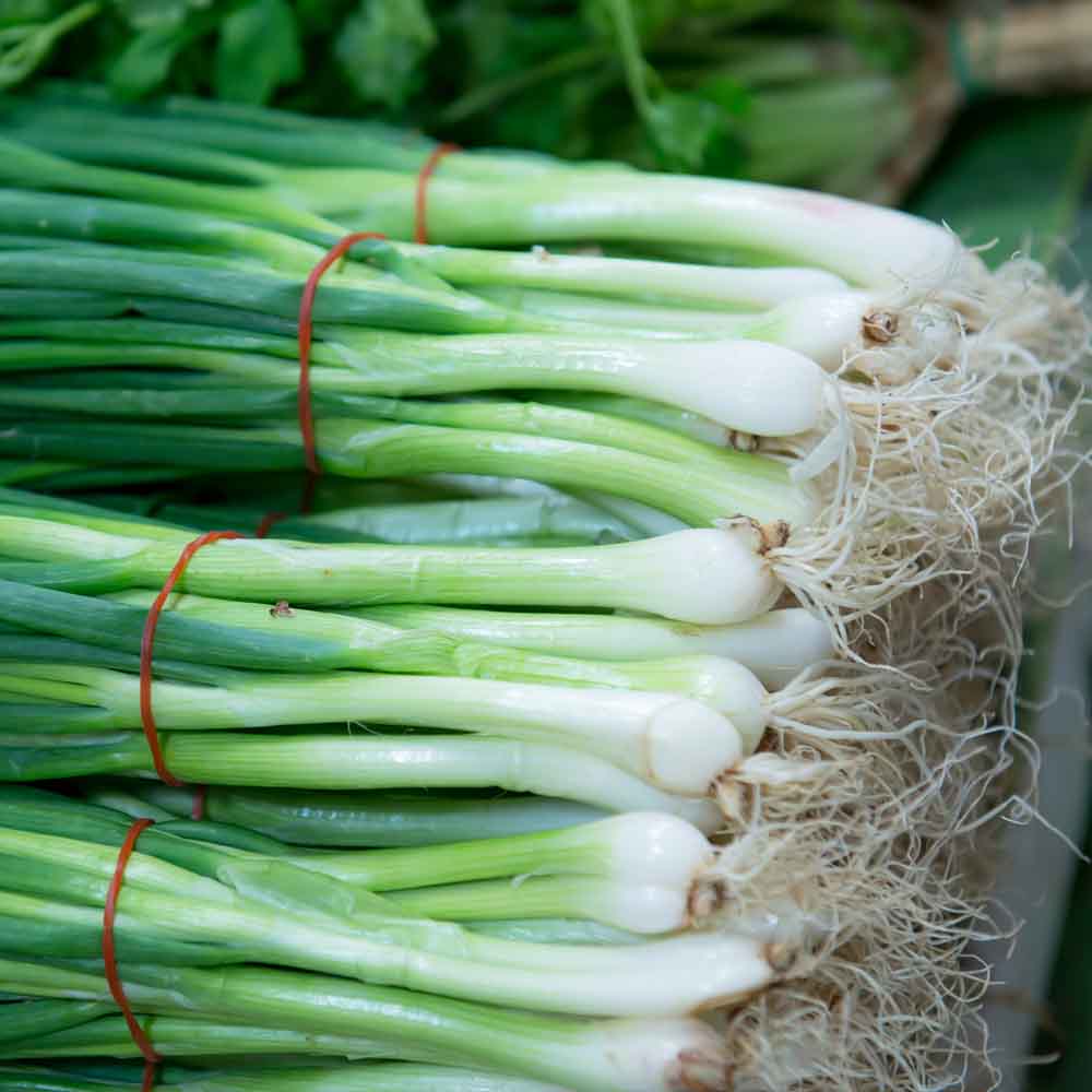 Spring Onion (Bunching Onion or Hari Pyaj) Seeds