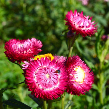 Acroclinium Red Flower Seeds