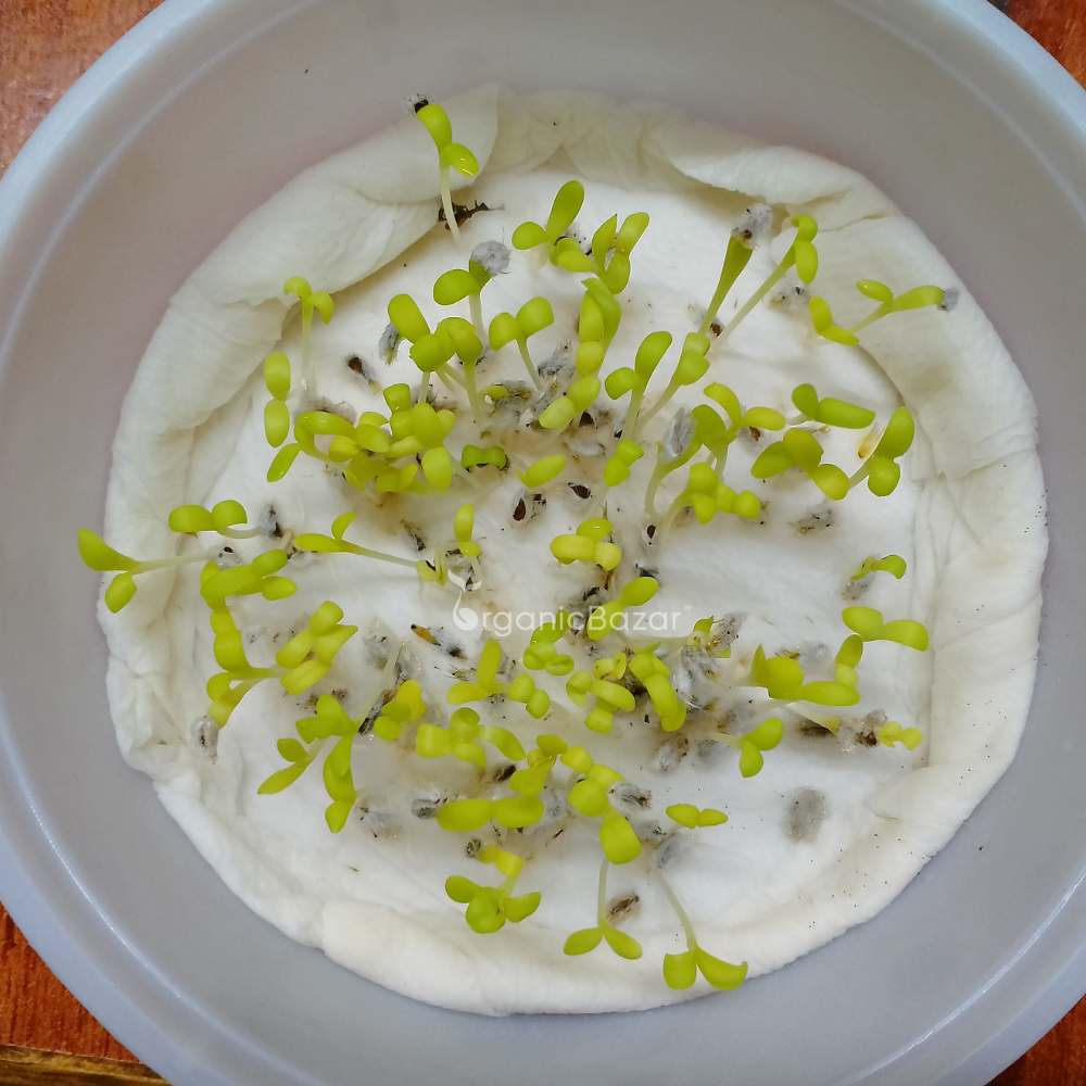 Acroclinium White Flower Seeds