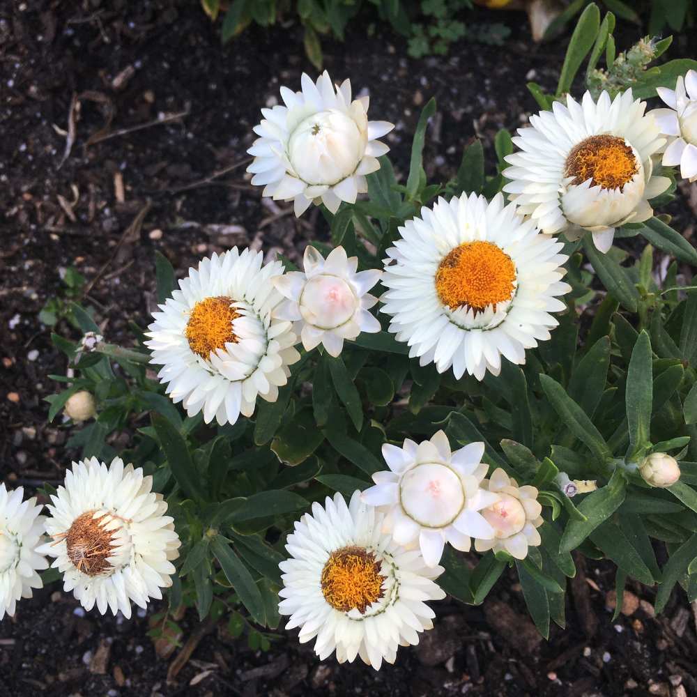 Acroclinium White Flower Seeds