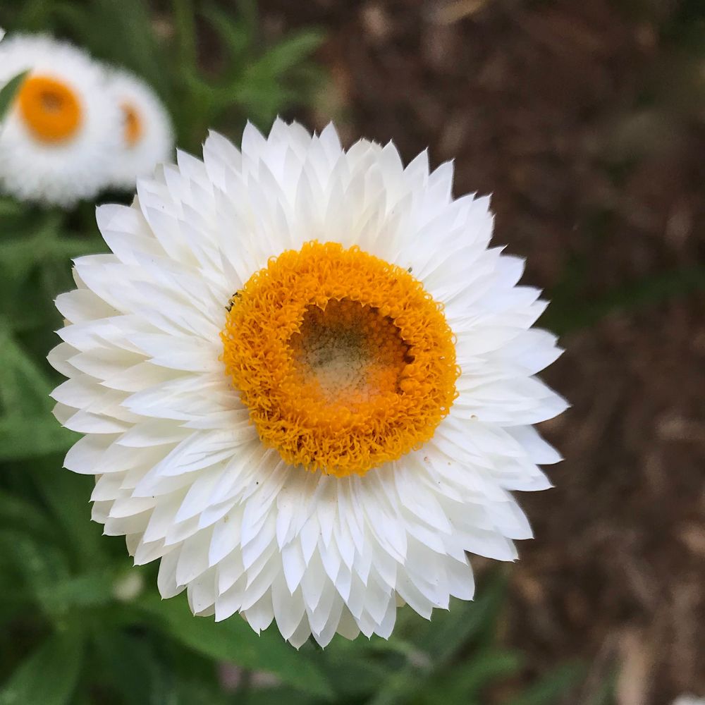 Acroclinium White Flower Seeds