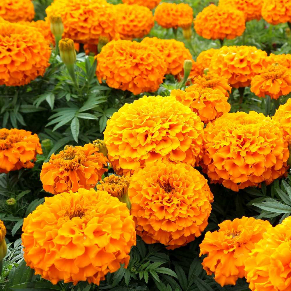 African Marigold Dwarf Orange Seeds