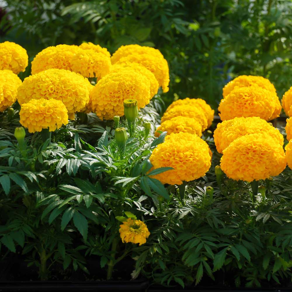 African Marigold F1 (Genda) Dwarf Gold Seeds