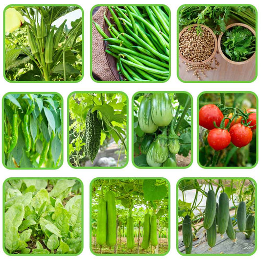 All Time Vegetable Seeds Kit for Gardening
