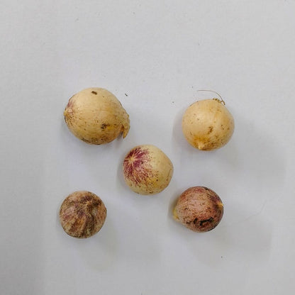 Allium Molly (Yellow) Flower Bulbs