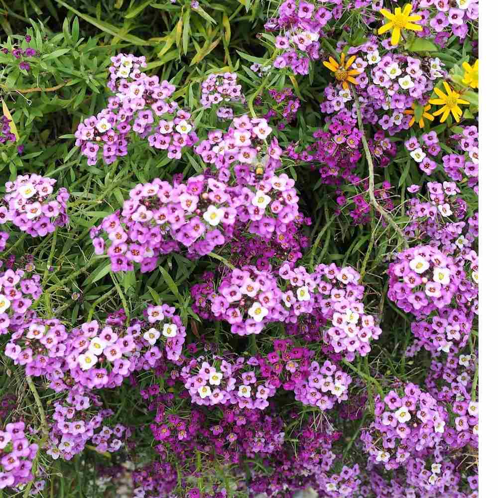 Alyssum Royal Carpet Blue Seeds (3)